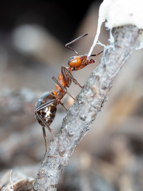 grandes fourmis forestières dans un habitat indigène