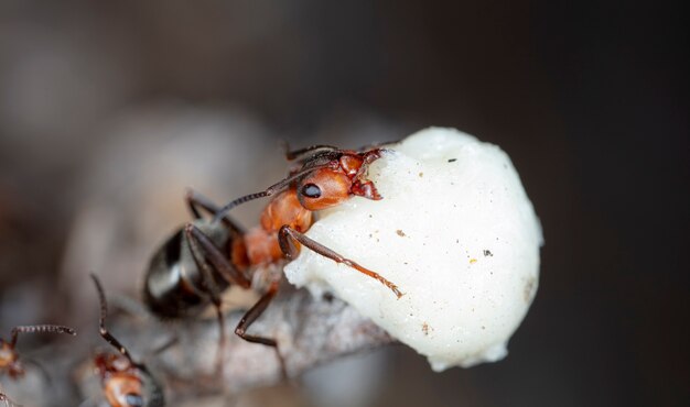 grandes fourmis forestières dans un habitat indigène