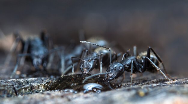 grandes fourmis forestières dans un habitat naturel