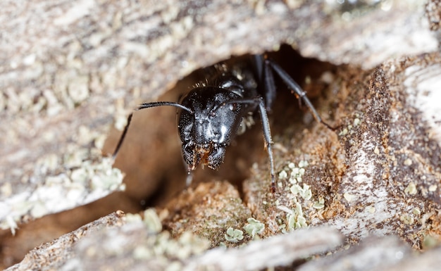 grandes fourmis forestières dans un habitat naturel