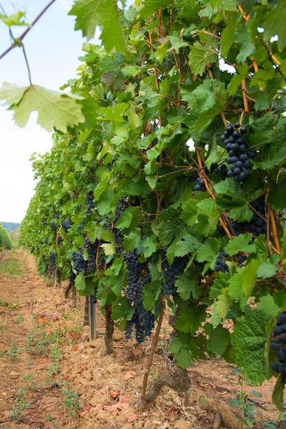 De grandes grappes de raisins rouges dans le vignoble