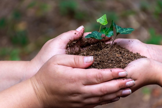 Les grandes mains passent la terre avec un semis aux petites mains