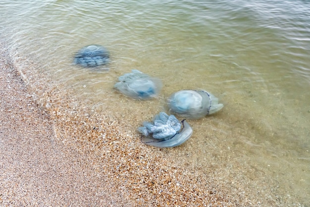 Photo de grandes méduses bleues échouées sur la côte de la mer d'azov le problème écologique