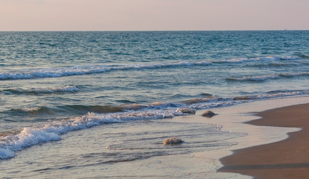 De Grandes Méduses Se Trouvent Sur Le Rivage D'une Plage. Ciel Et Eau. Méduses Sur La Plage Le Matin. Méduse Rhopilema Nomadica à La Mer Méditerranée Sur Le Rivage. Des Méduses échouées Sur Une Plage