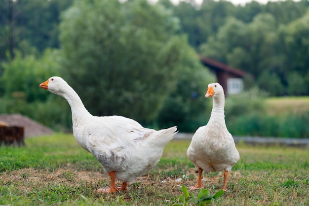 De grandes oies blanches marchent sur la pelouse verte dans le parc bel oiseau blanc