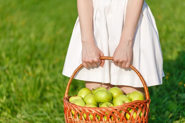 Grandes pommes vertes mûres dans un panier en osier à la fin de l'été au soleil dans l'herbe verte du jardin