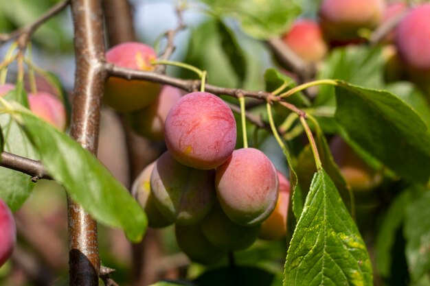 Grandes prunes mûres sur une branche dans le jardin