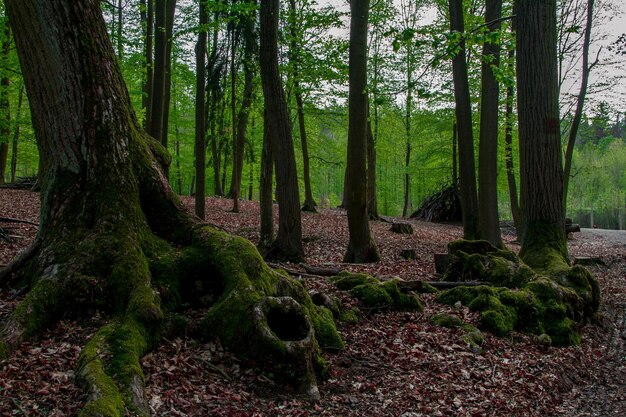 Les grandes racines des arbres