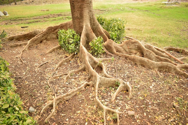 Les grandes racines naturelles des arbres dans la jungle