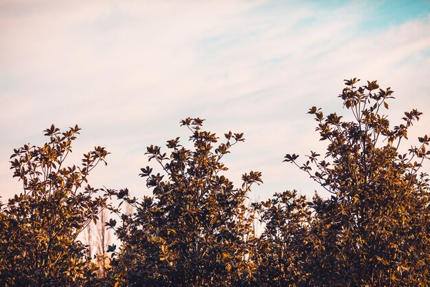 Grandes silhouettes d'arbres contre le ciel