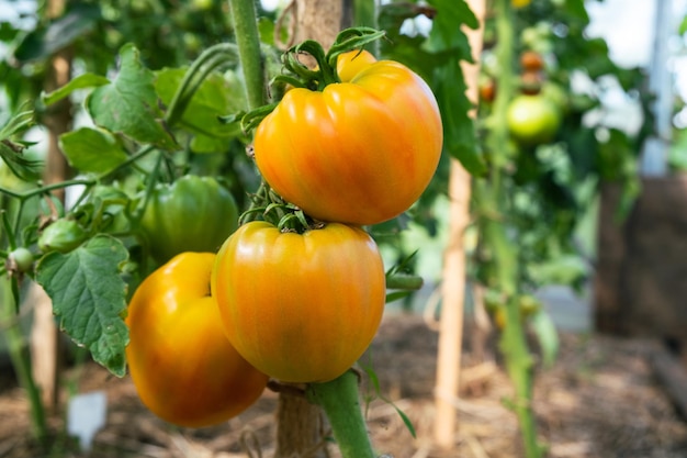 Grandes tomates rouges mûres et vertes sur un buisson dans une serre