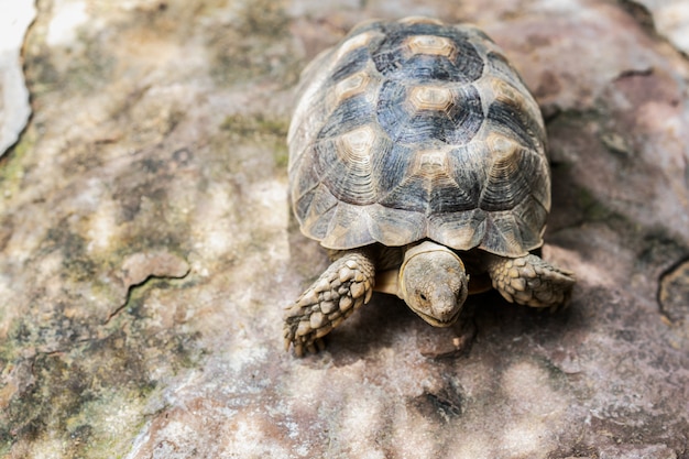 De grandes tortues rampent sur des sols en béton.