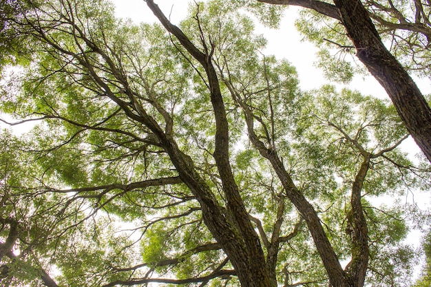 Photo grands arbres avec des branches fourrés de branches d'arbres