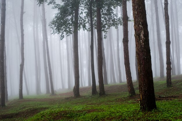 Grands arbres avec brume (Thaïlande)