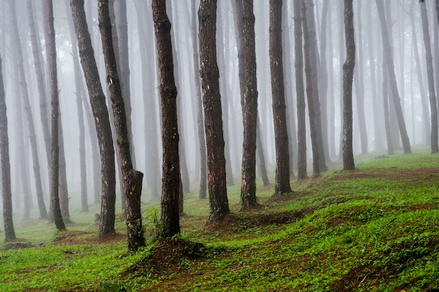 Grands arbres avec brume (Thaïlande)