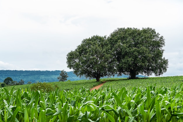 grands arbres avec des champs de maïs au premier plan