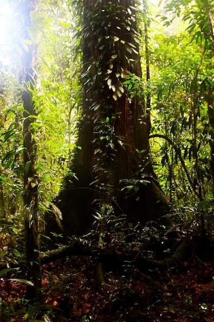 De grands arbres dans la forêt tropicale de l'île de Bornéo Symbiose des plantes Image en couleurs vertes