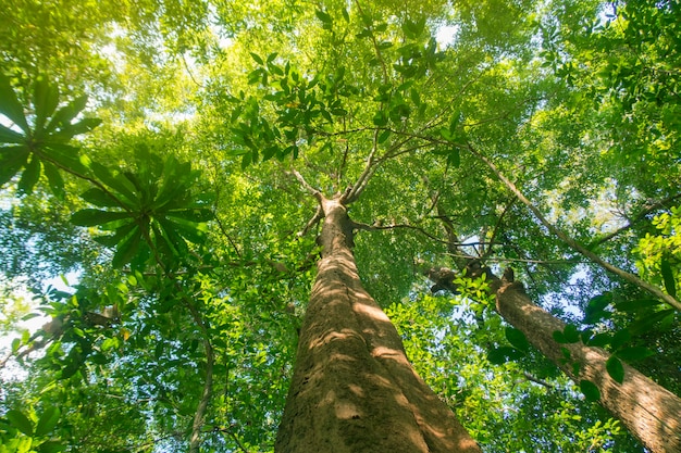 Grands arbres dans la forêt.