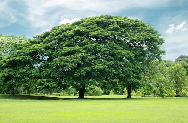 Grands arbres dans le jardin