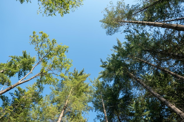 De grands arbres dans le parc au début de l'automne