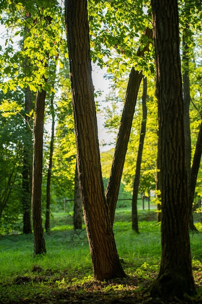 Photo de grands arbres dans le parc au début de l'automne