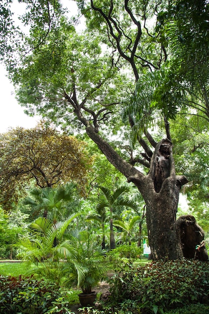 Grands arbres dans le parc.