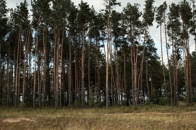 Grands arbres droits et solides