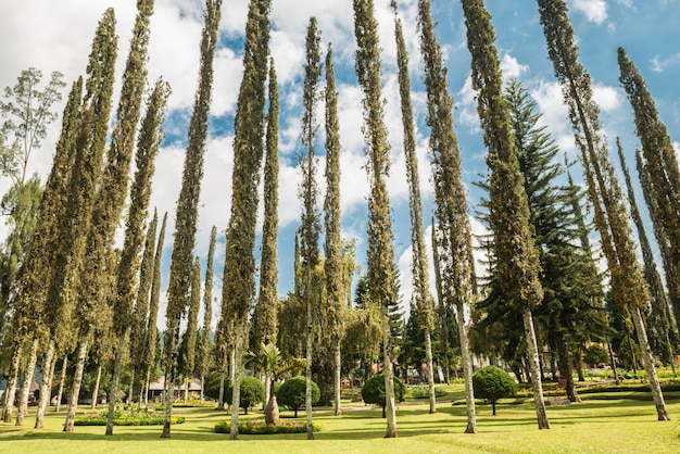 Les grands arbres du parc s'élèvent vers le ciel.