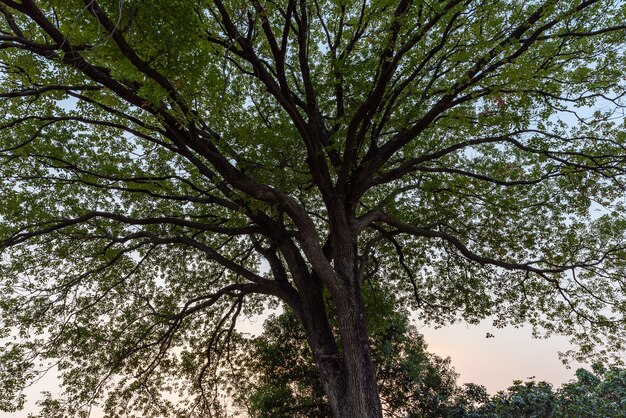 De grands arbres avec des regards étranges dans le parc