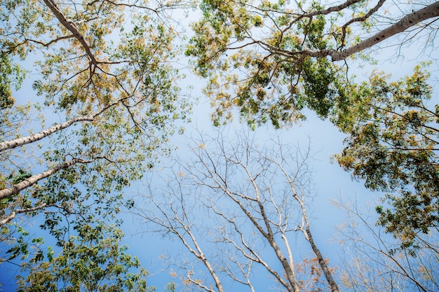 Grands arbres tombés feuilles au ciel.