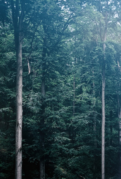 Grands Arbres Verts Dans Une Forêt Sombre Et Brumeuse.