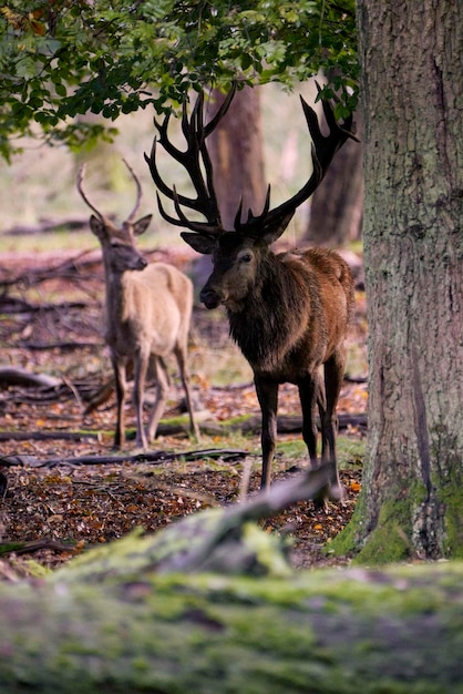 Grands bois de cerf