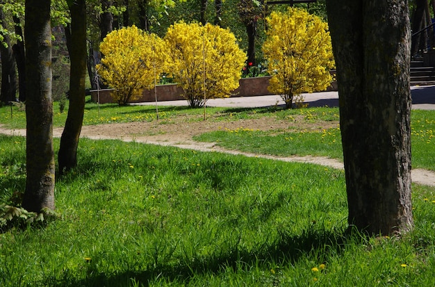 Grands buissons de forsythia jaune arbre de Pâques dans le parc sur un fond floral de printemps ensoleillé