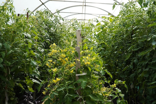 Grands buissons de tomates en fleurs dans une serre sur un terrain de jardin