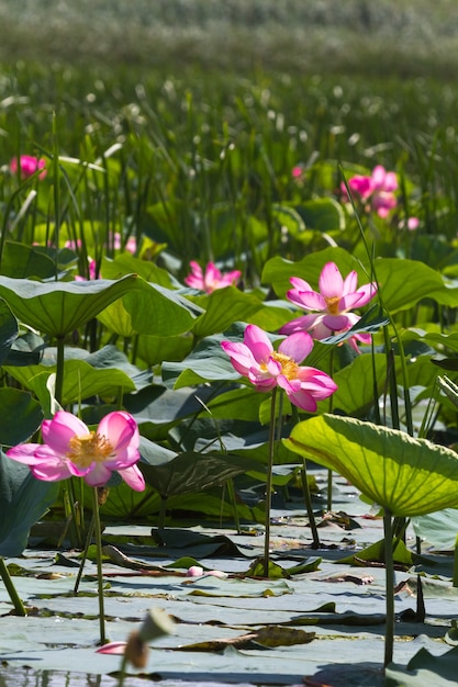 Grands champs de lotus dans le delta de la Volga