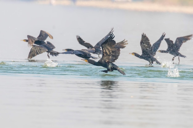 Grands cormorans volant au-dessus de l'eau (Phalacrocorax carbo)