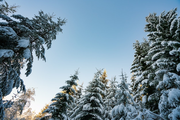 De grands épinettes denses poussent sur une pente enneigée dans les montagnes par un jour brumeux d'hiver nuageux