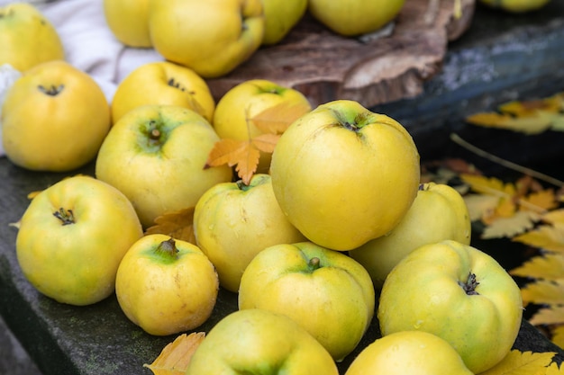 Photo de grands fruits de quince jaunes mûrs accrochés à un arbre