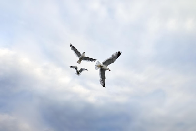 De grands goélands blancs y planent sur fond de nuages d'orage La mouette déploie ses ailes et regarde la caméra