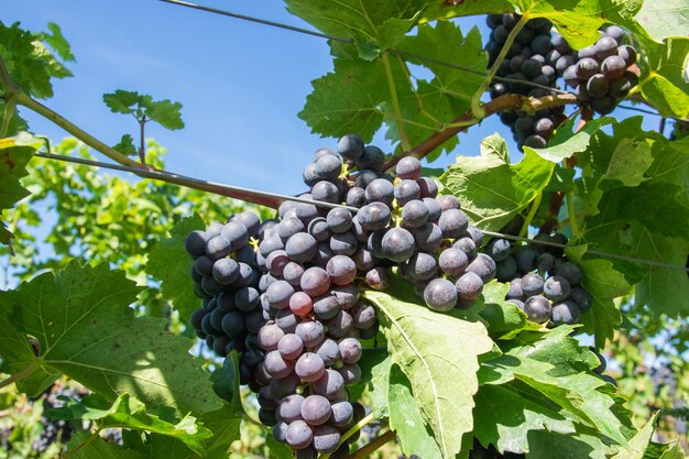 De grands grappes de raisins de vin rouge dans le vignoble