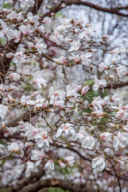 De grands magnolias roses et blancs fleurissent dans un parc un jour de printemps