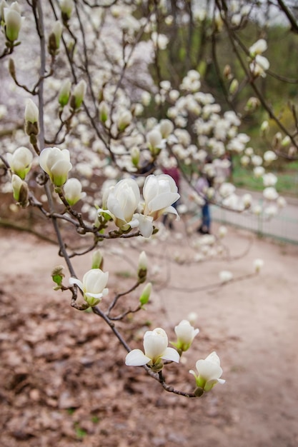 De grands magnolias roses et blancs fleurissent dans un parc un jour de printemps