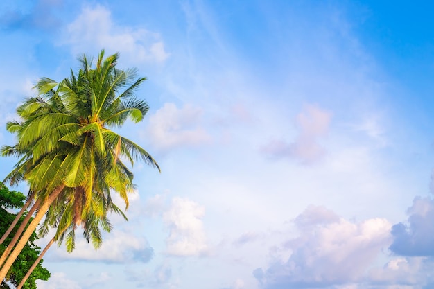 De grands palmiers aux feuilles vertes et aux noix de coco contre un ciel bleu avec des nuages copient l'espace sur le