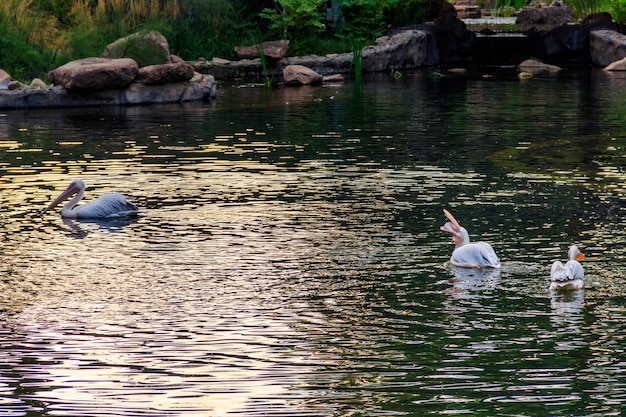 Grands pélicans blancs Pelecanus onocrotalus également connu sous le nom de pélican blanc de l'est pélican rose ou pélican blanc nageant dans un lac