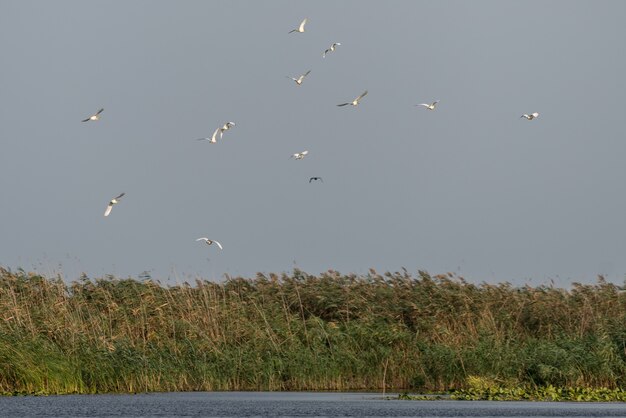 Grands pélicans blancs (pelecanus onocrotalus) survolant le delta du Danube