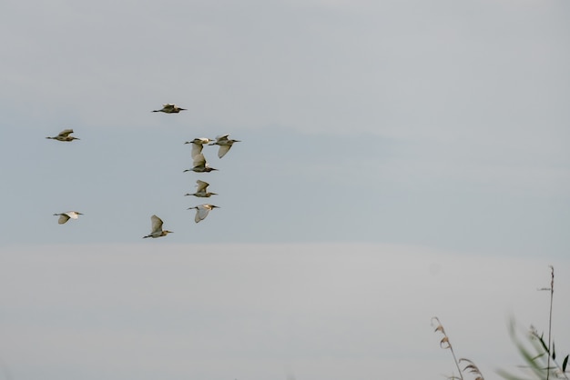 Grands pélicans blancs (pelecanus onocrotalus) survolant le delta du Danube