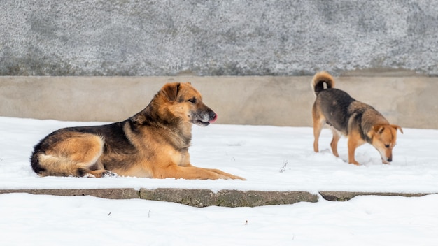 Grands et petits chiens en hiver dans la neige, chiens à la ferme