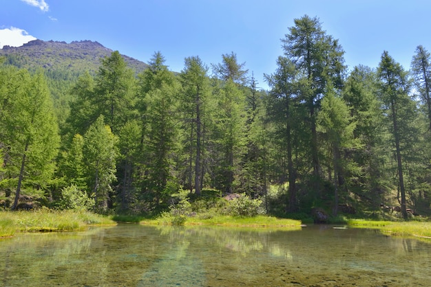 Grands pins au bord d'un petit lac en montagne alpine