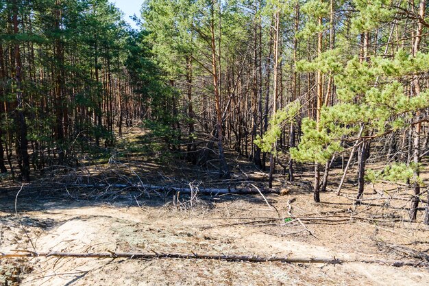 De grands pins dans une forêt au printemps