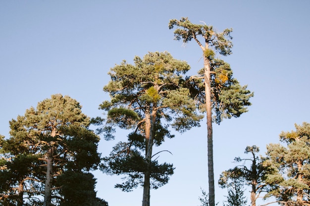 Photo grands pins dans les montagnes espagnoles